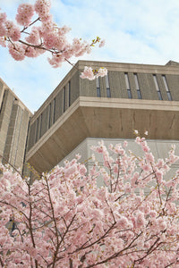 Cherry Blossom Library I