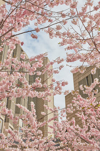 Cherry Blossom Library II