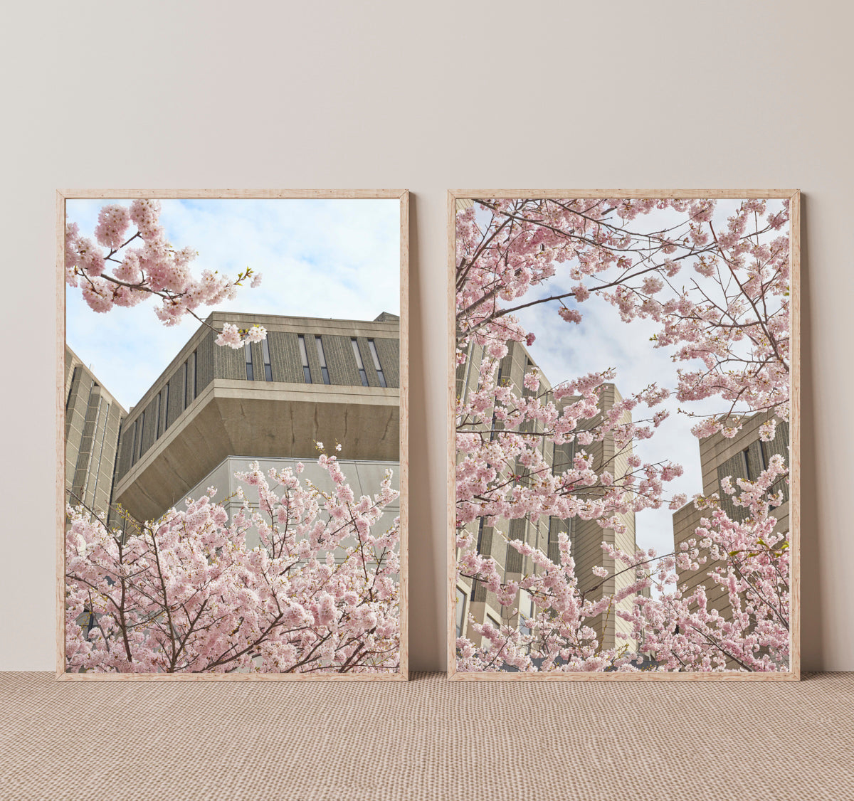 Cherry Blossom Library I