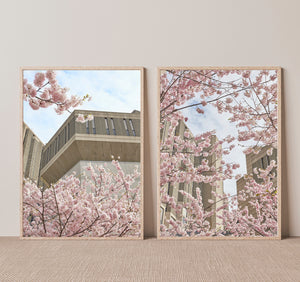 Cherry Blossom Library I