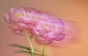 Electric Peonies
