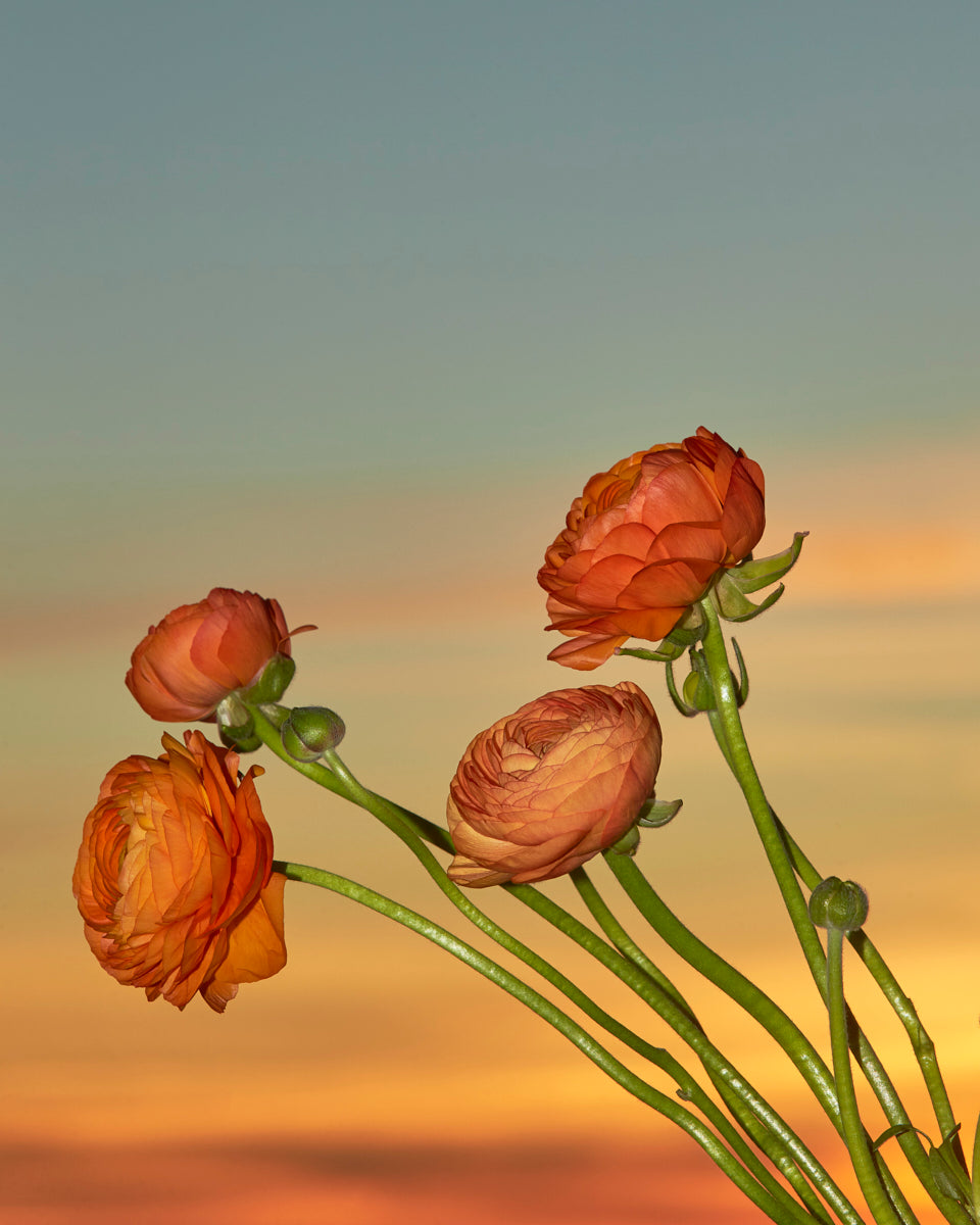 Fire Flowers