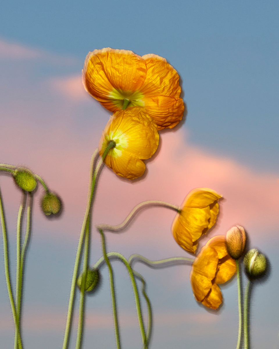 Orange Poppies