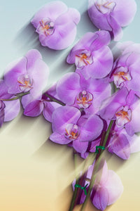 Orchids