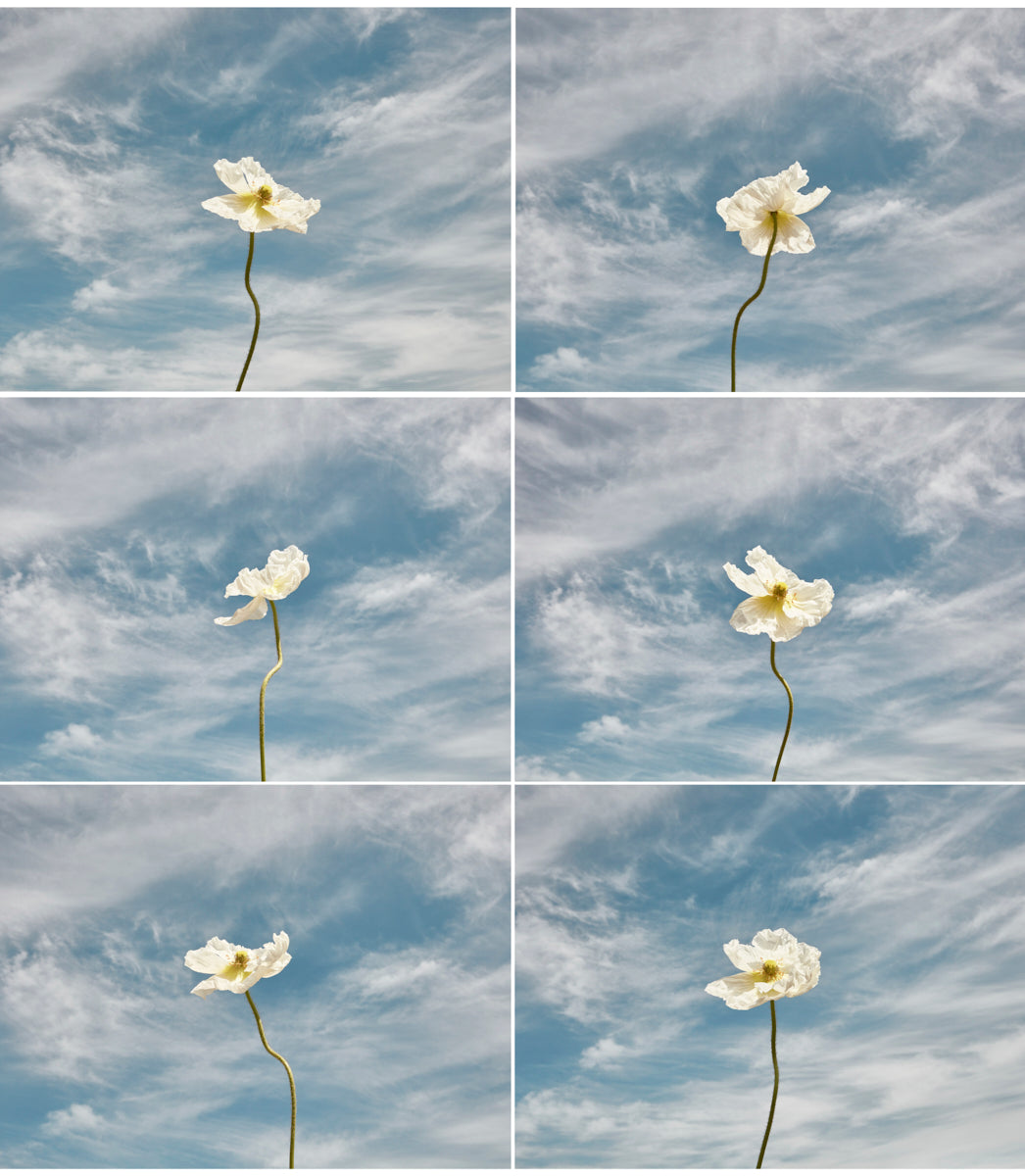 Windswept Series